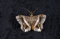 Chiasmia nora