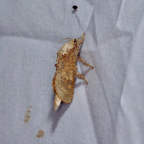 Arbela Carpenterworm Moth photo 3