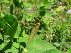 Aristolochia lutea