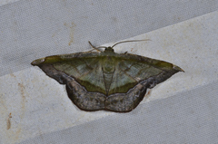 Fascellina