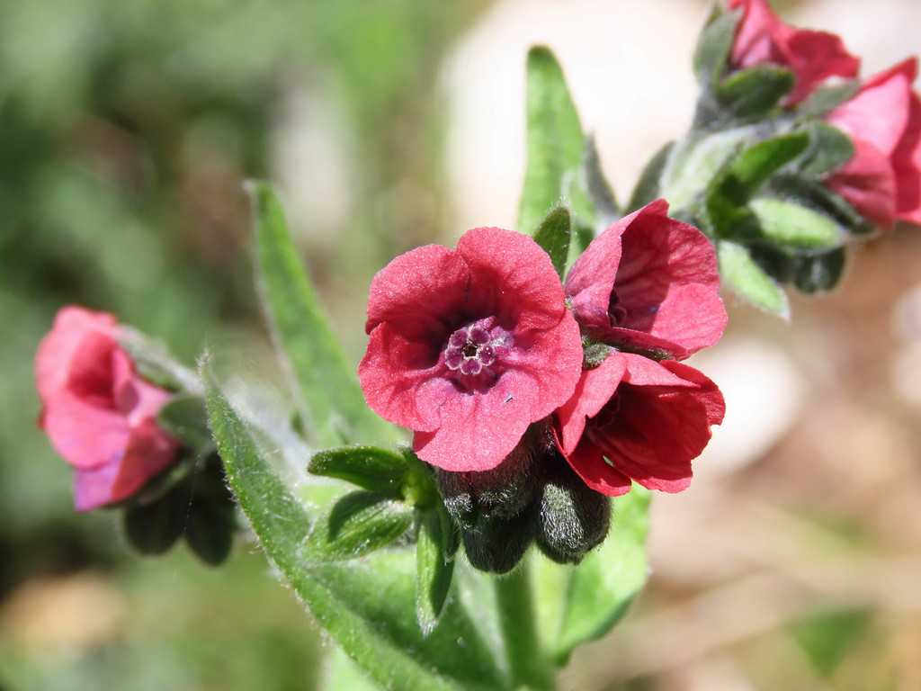 Cynoglossum montanum