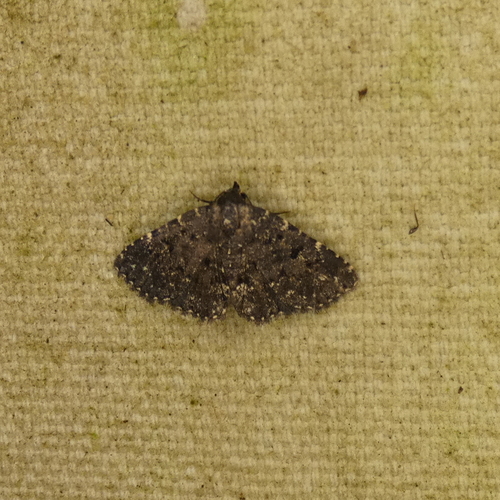 Black Fungus Moth photo 2