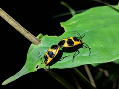 Arocera apta