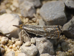 Thisanotia chrysonuchella