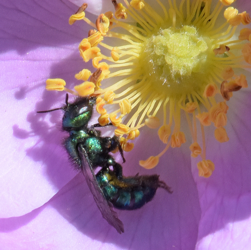 Fulgid Mason Bee