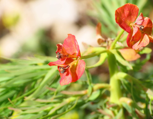 Cypress spurge (Euphorbia cyparissias)