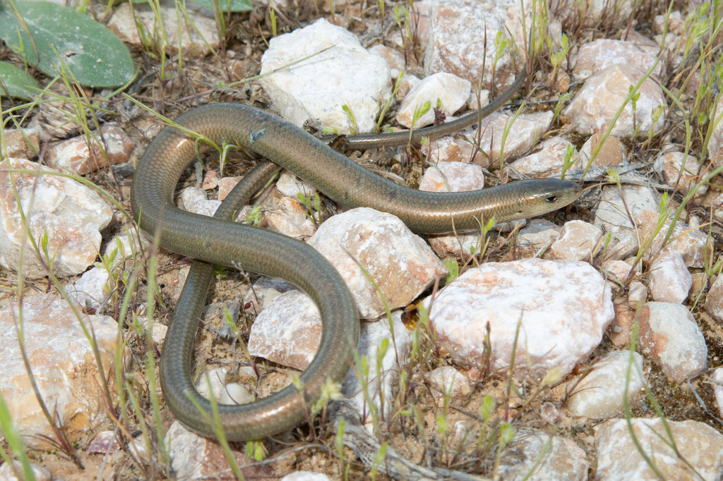 Günther's Cylindrical Skink