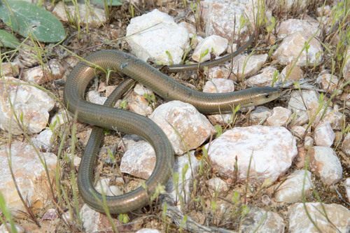 Günther's Cylindrical Skink, Chalcides guentheri
