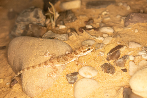 Blanford’s Rock Gecko, Bunopus blanfordii
