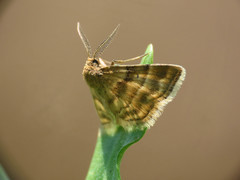 Emmiltis pygmaearia