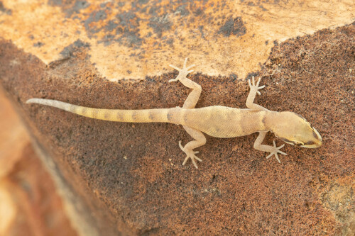 Tropiocolotes yomtovi