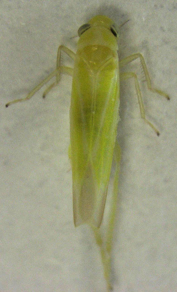 Anzygina