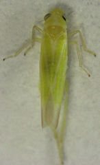 Anzygina agni