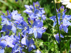 Veronica orsiniana