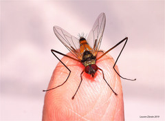 Cholomyia inaequipes