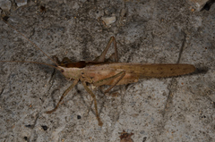 Palaeoagraecia