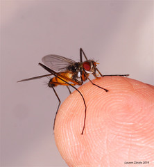 Cholomyia inaequipes