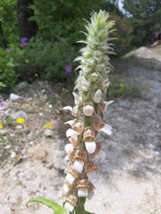 Digitalis lanata