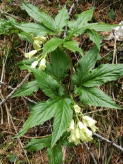 Cardamine enneaphyllos