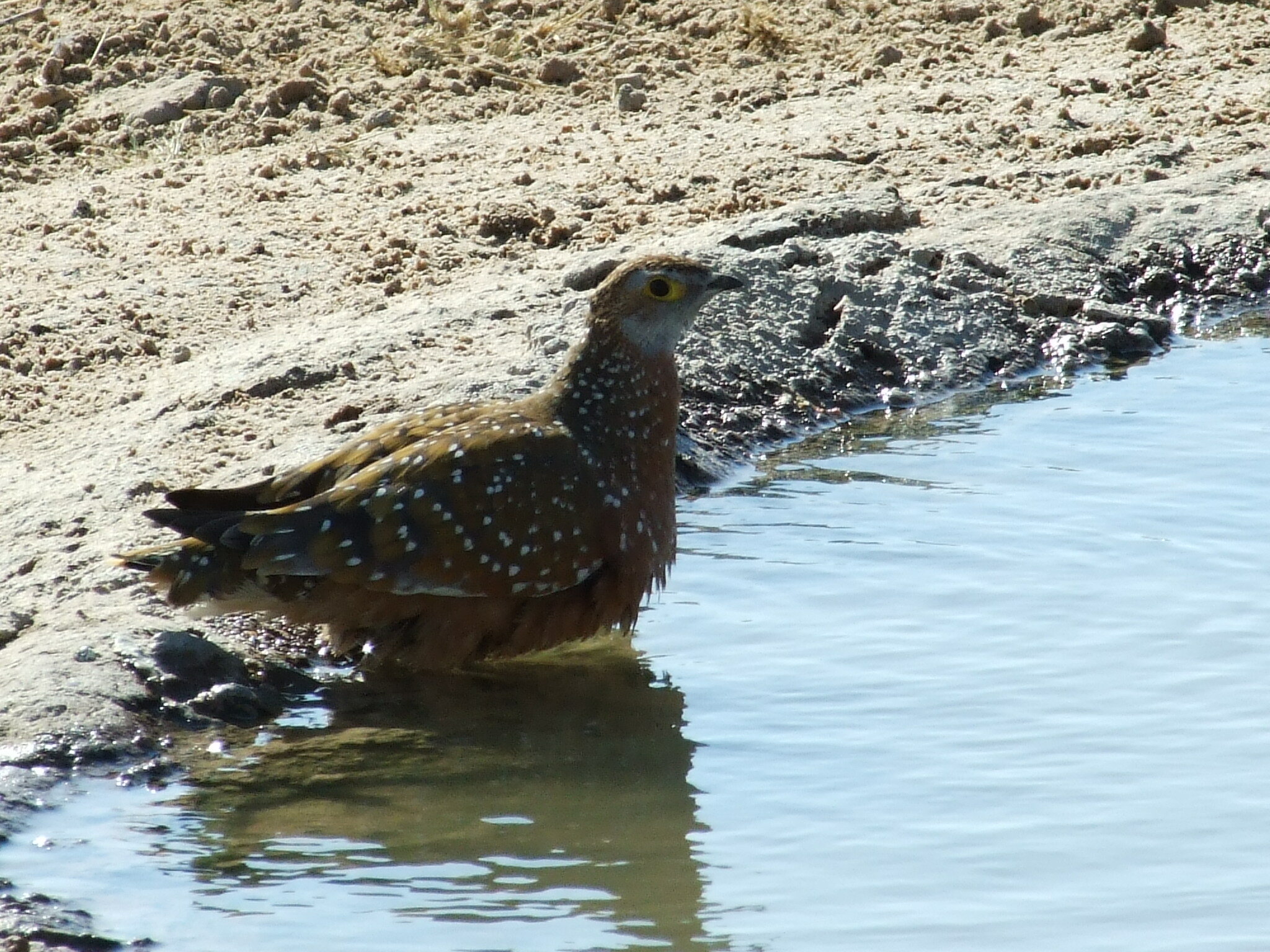 Burchell's Sandgrouse (Pterocles burchelli)
