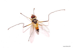 Cholomyia inaequipes