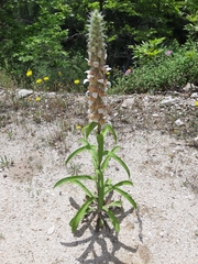 Digitalis lanata
