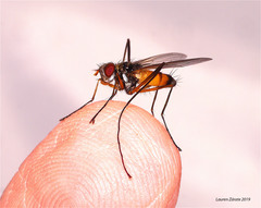 Cholomyia inaequipes