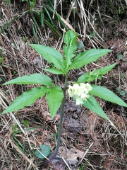 Cardamine enneaphyllos