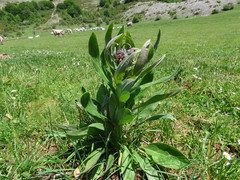Solenanthus apenninus