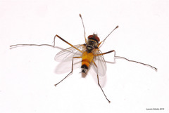 Cholomyia inaequipes