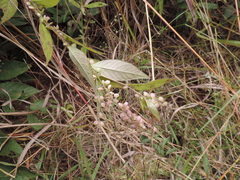 Polygala sphenoptera