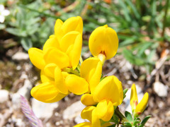 Cytisus decumbens