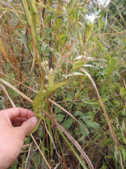Polygala sphenoptera