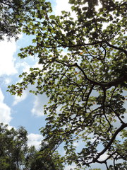 Sterculia quinqueloba