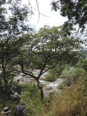 Sterculia quinqueloba