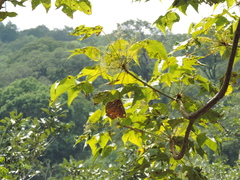 Sterculia quinqueloba