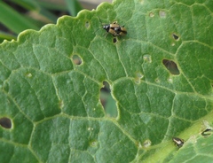 Phyllotreta armoraciae