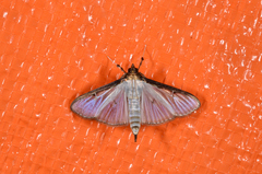 Cydalima