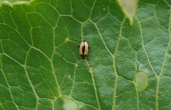 Phyllotreta armoraciae