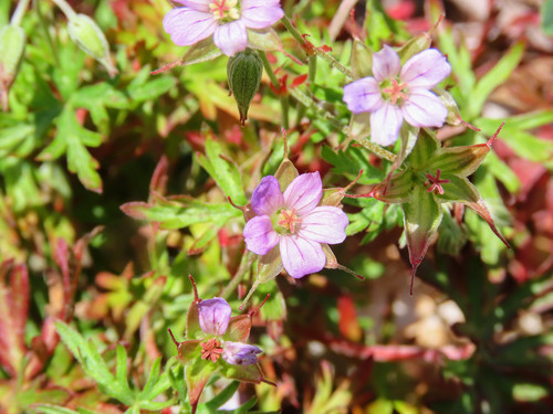 Longstalk cranesbill (Geranium columbinum)