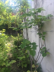 Cercis chinensis