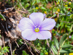 Linum alpinum
