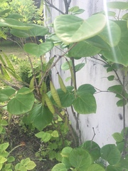 Cercis chinensis