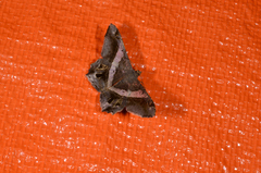 Chiasmia nora