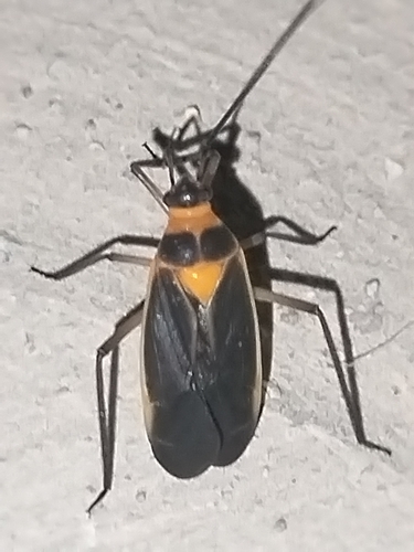 Platytylus singularis
