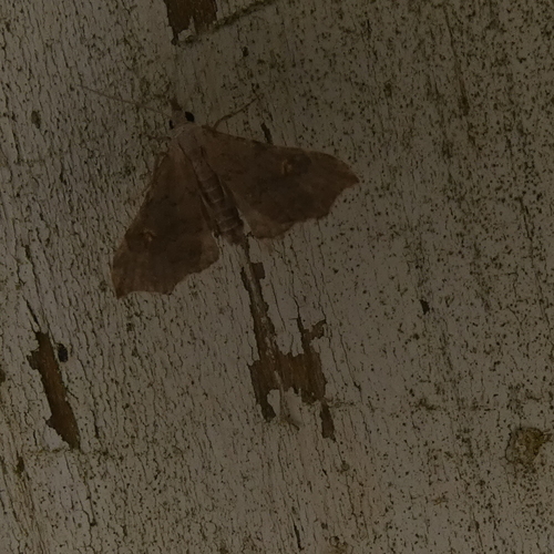 Pygmy Redectis Moth photo 2