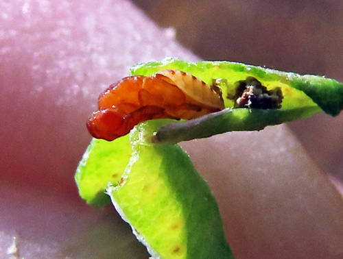 locust gall midge, photo 8 of 9