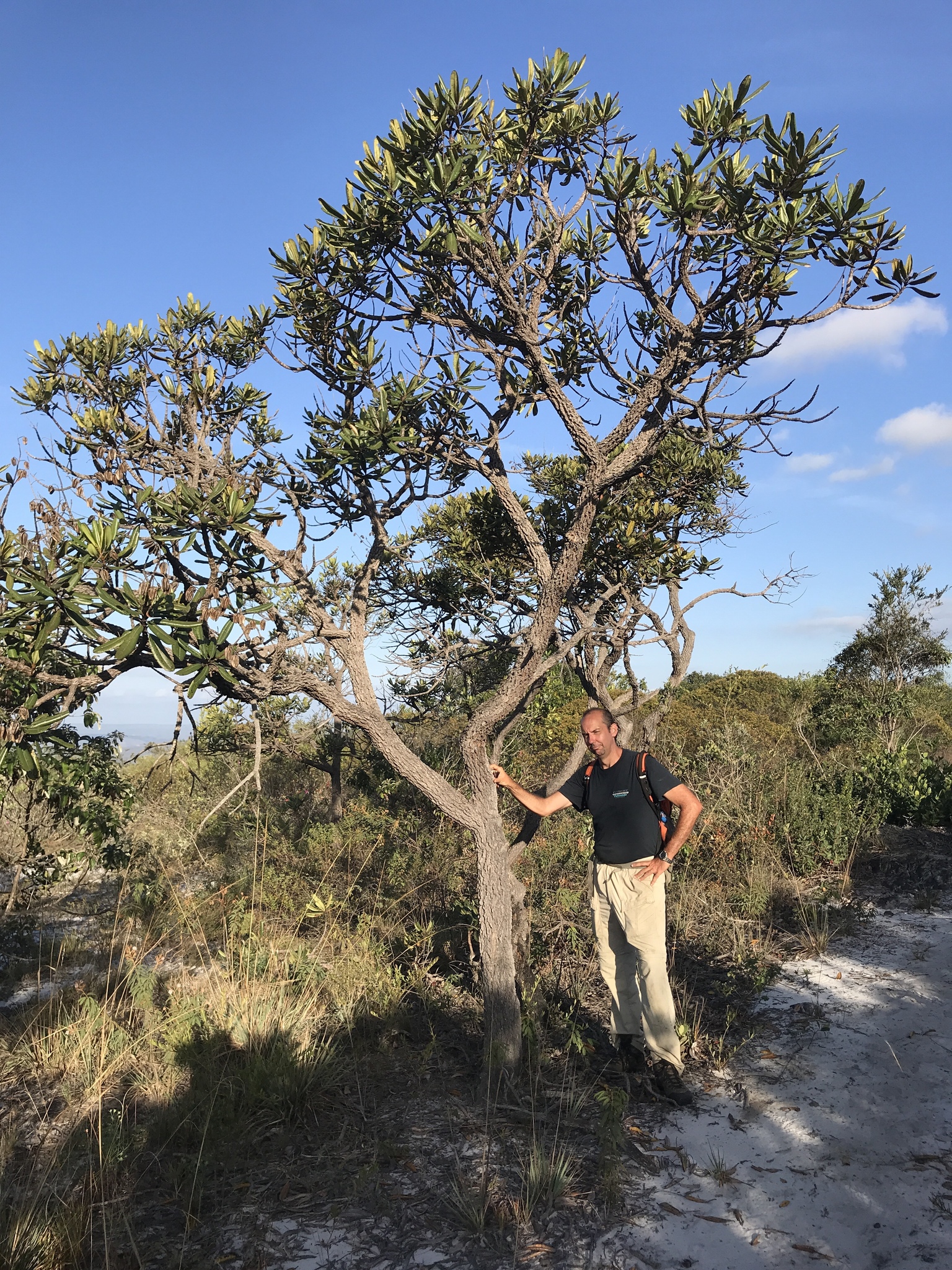 Vochysia thyrsoidea
