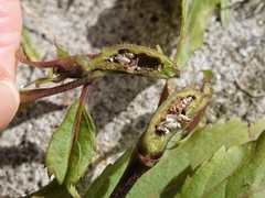 Procecidochares alani