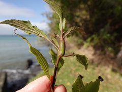 Procecidochares alani